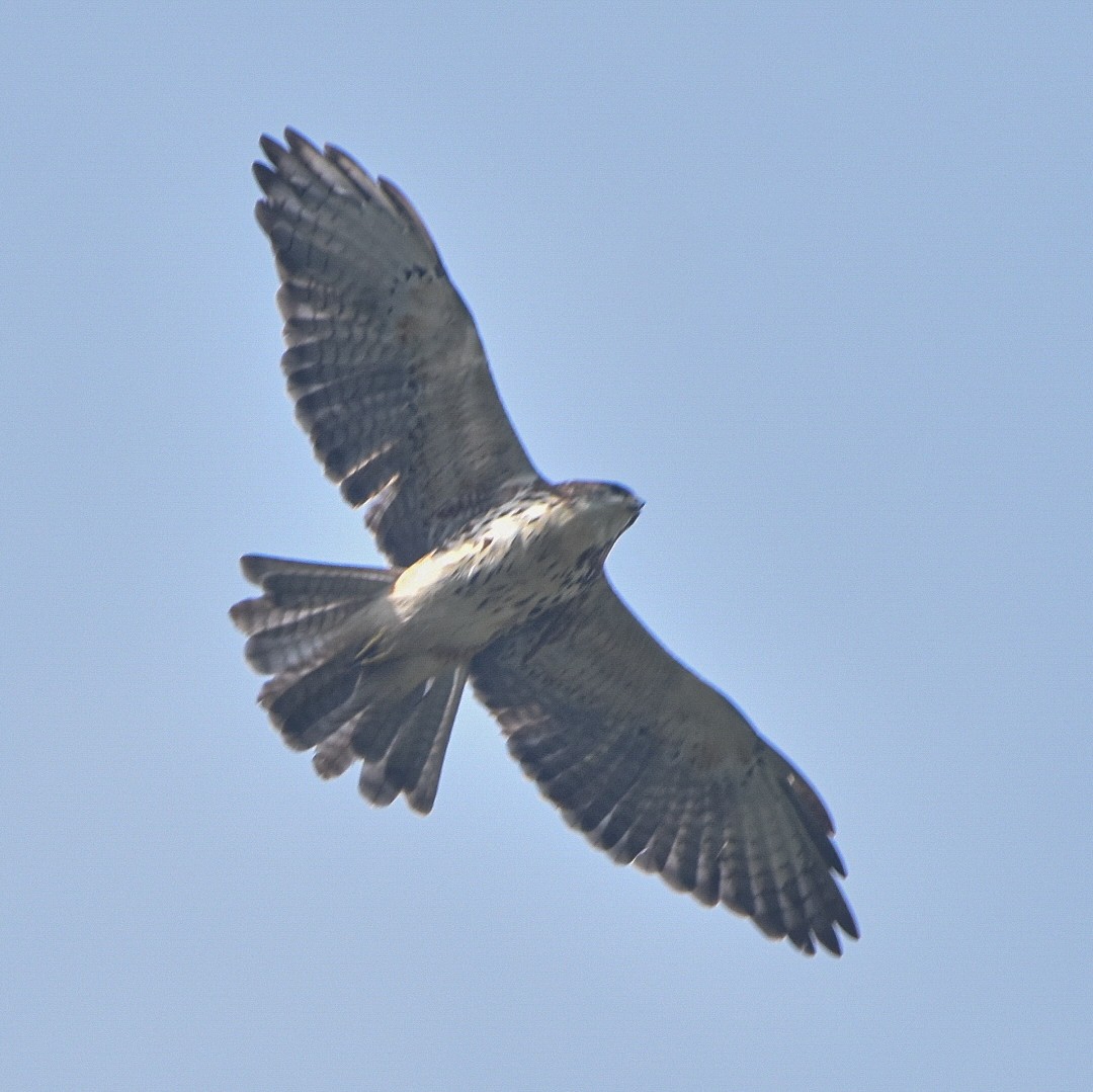 White-throated Hawk - ML624099709
