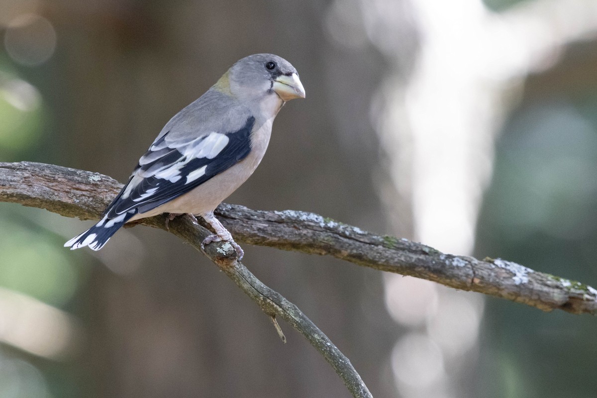 Evening Grosbeak - ML624099719