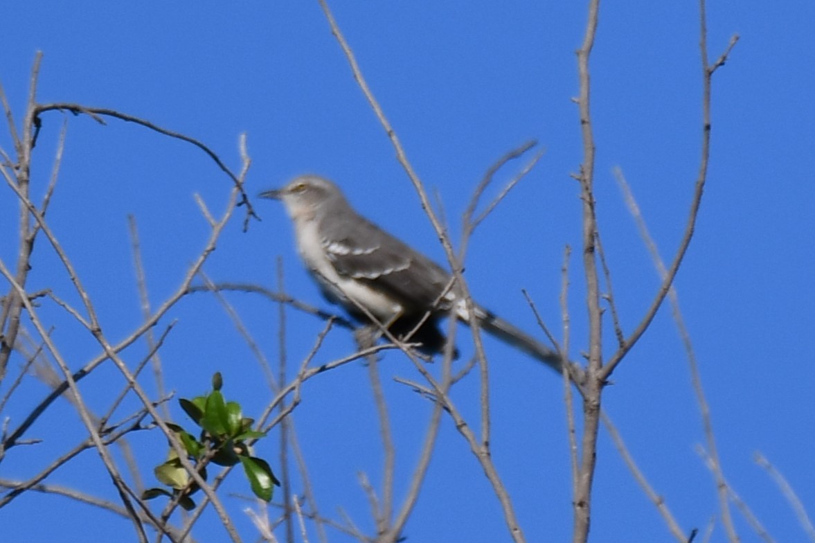 חקיינית צפונית - ML624099747