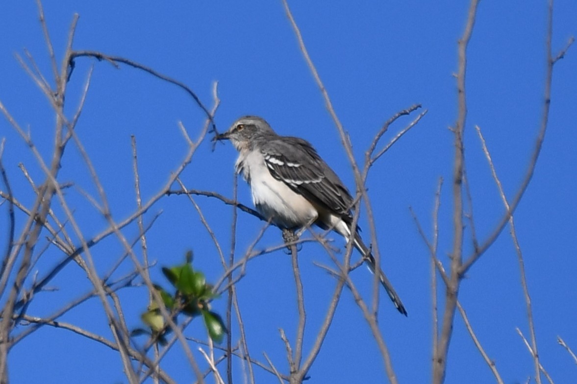 Northern Mockingbird - ML624099748