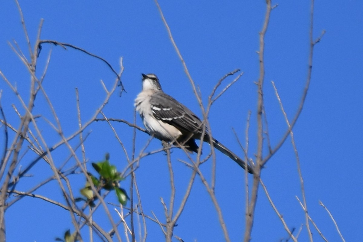 Northern Mockingbird - ML624099749