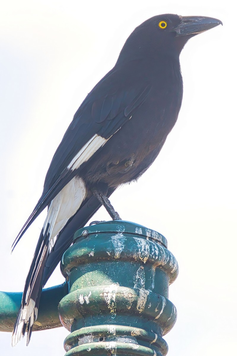 Pied Currawong - ML624099778