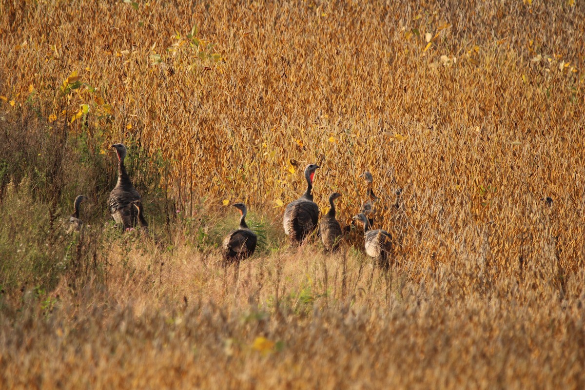 Wild Turkey - ML624099788