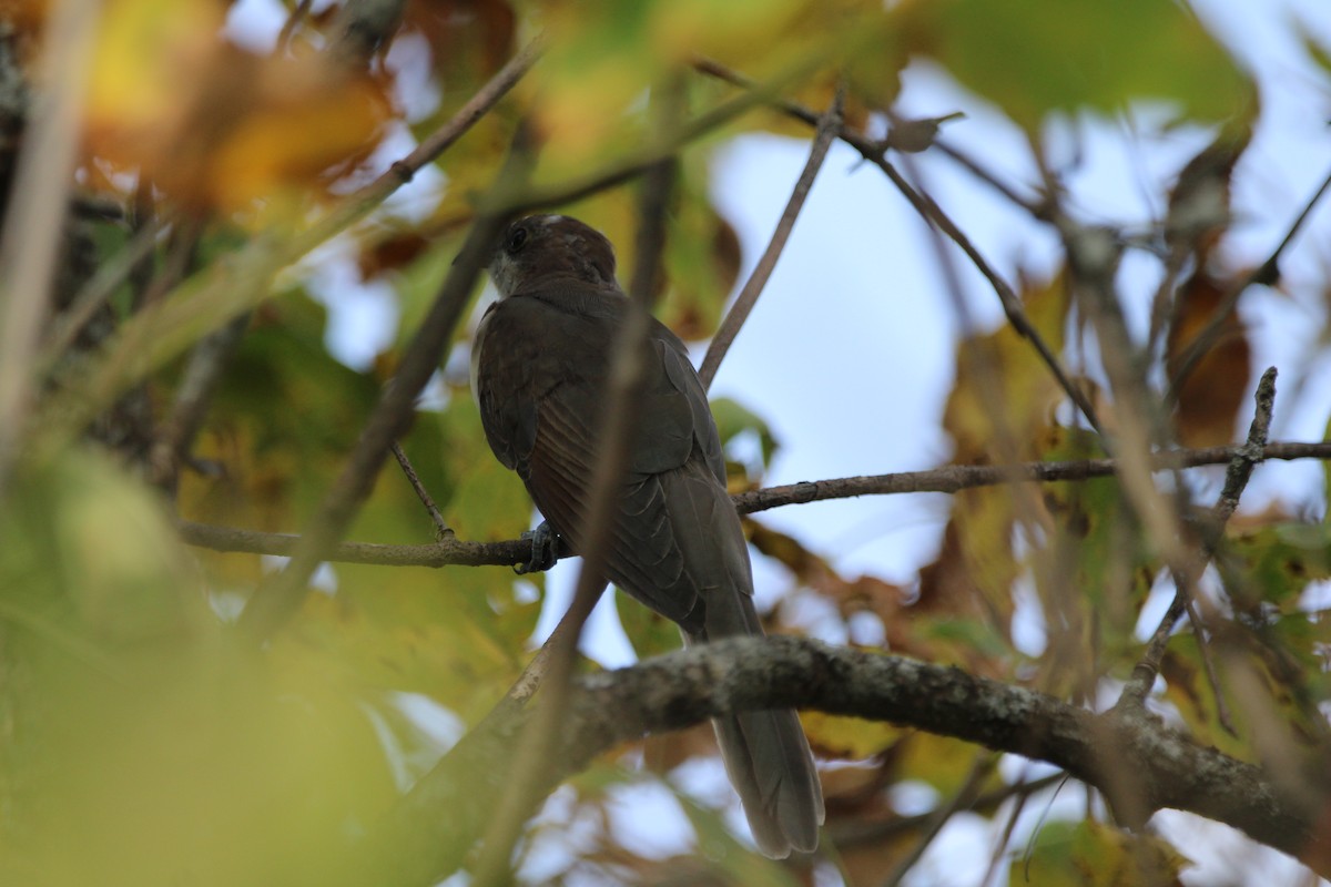 Yellow-billed/Black-billed Cuckoo - ML624099794
