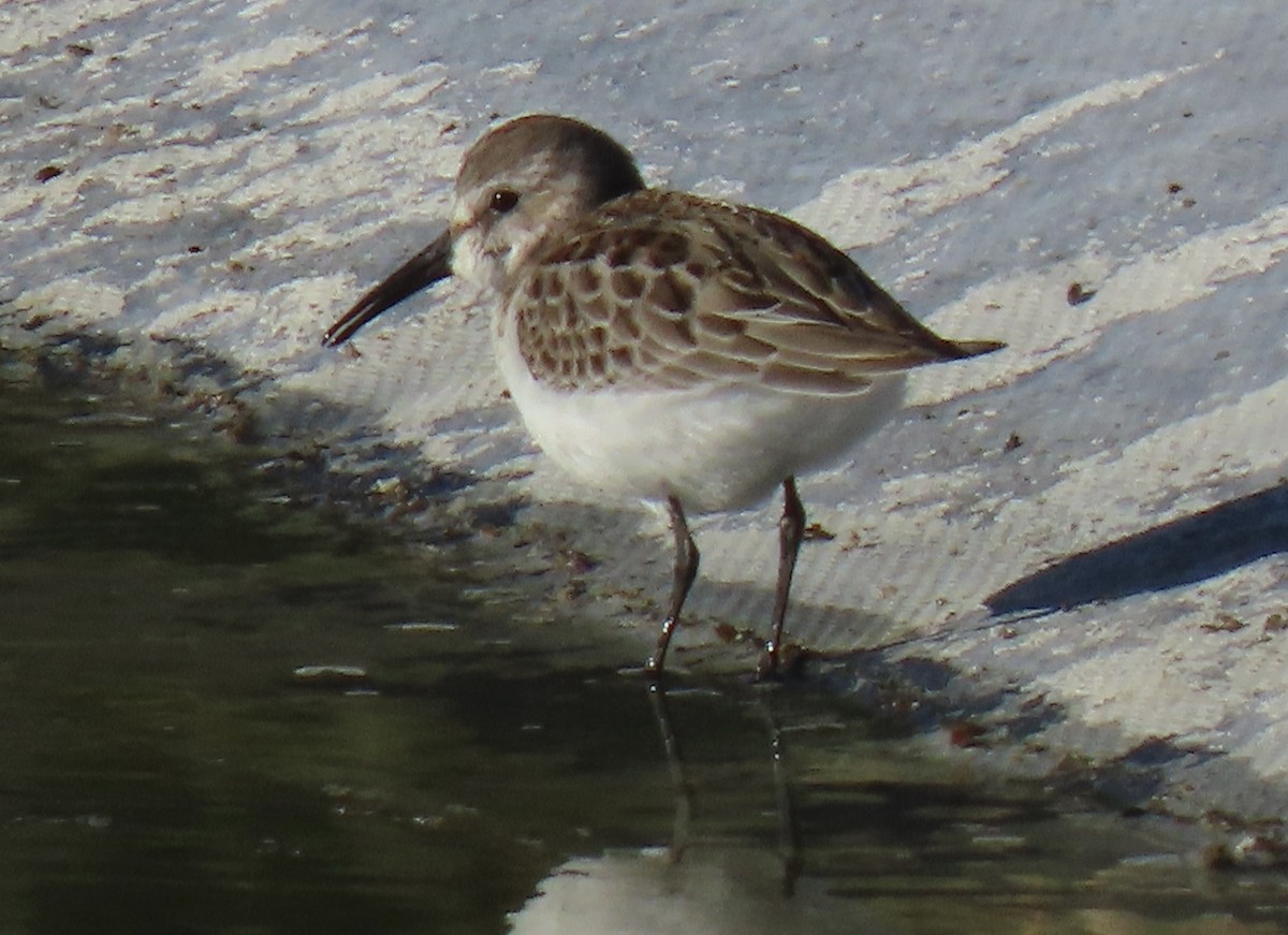 beringsnipe - ML624099812