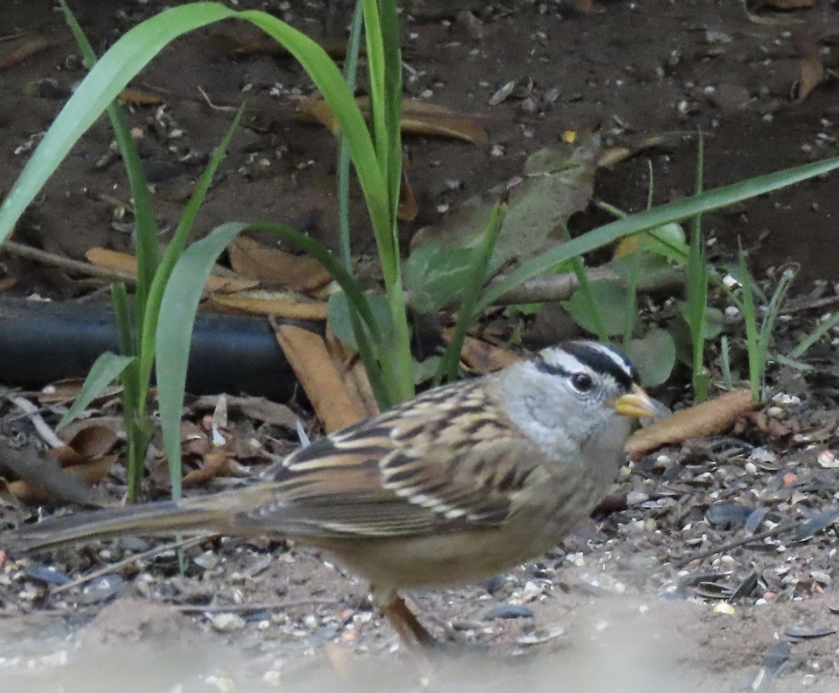 White-crowned Sparrow (Yellow-billed) - ML624099819