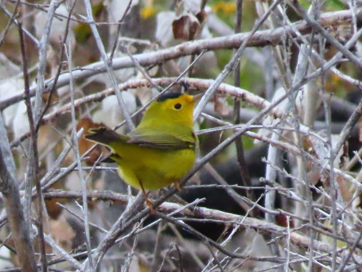 Wilson's Warbler - ML624099847