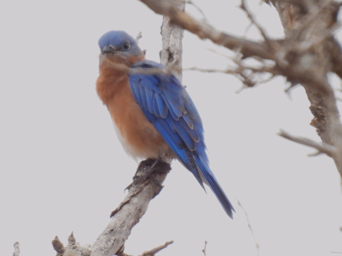 Eastern Bluebird - Linda Houser