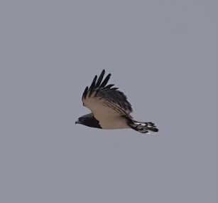 Black-chested Snake-Eagle - ML624099863