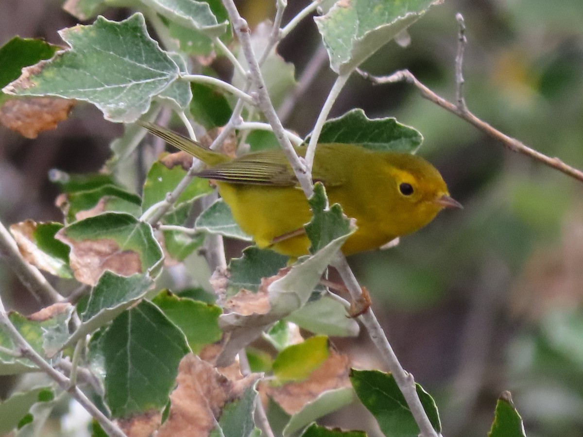 Wilson's Warbler - ML624099871