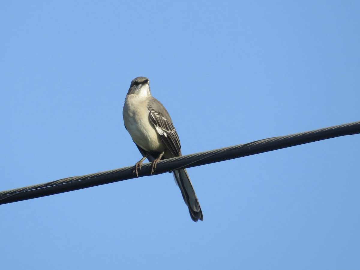 Northern Mockingbird - ML624099875