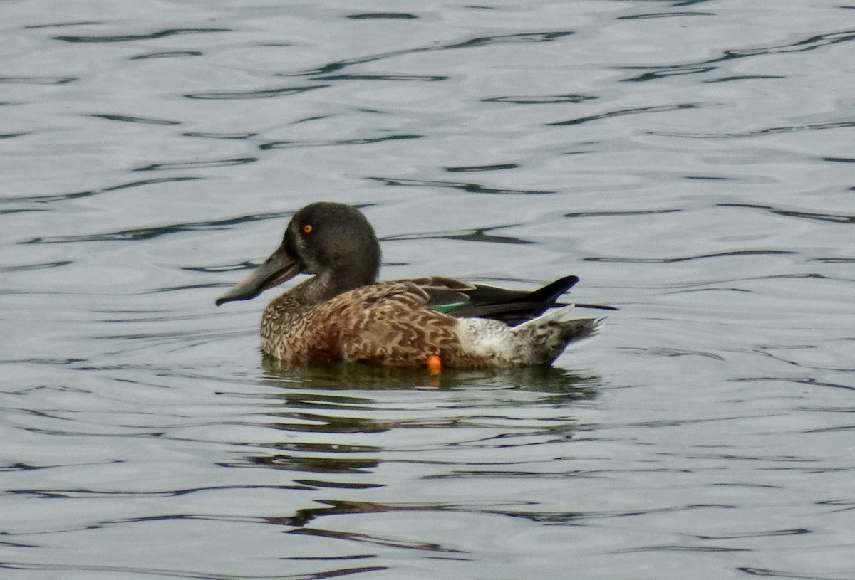 Northern Shoveler - ML624099876