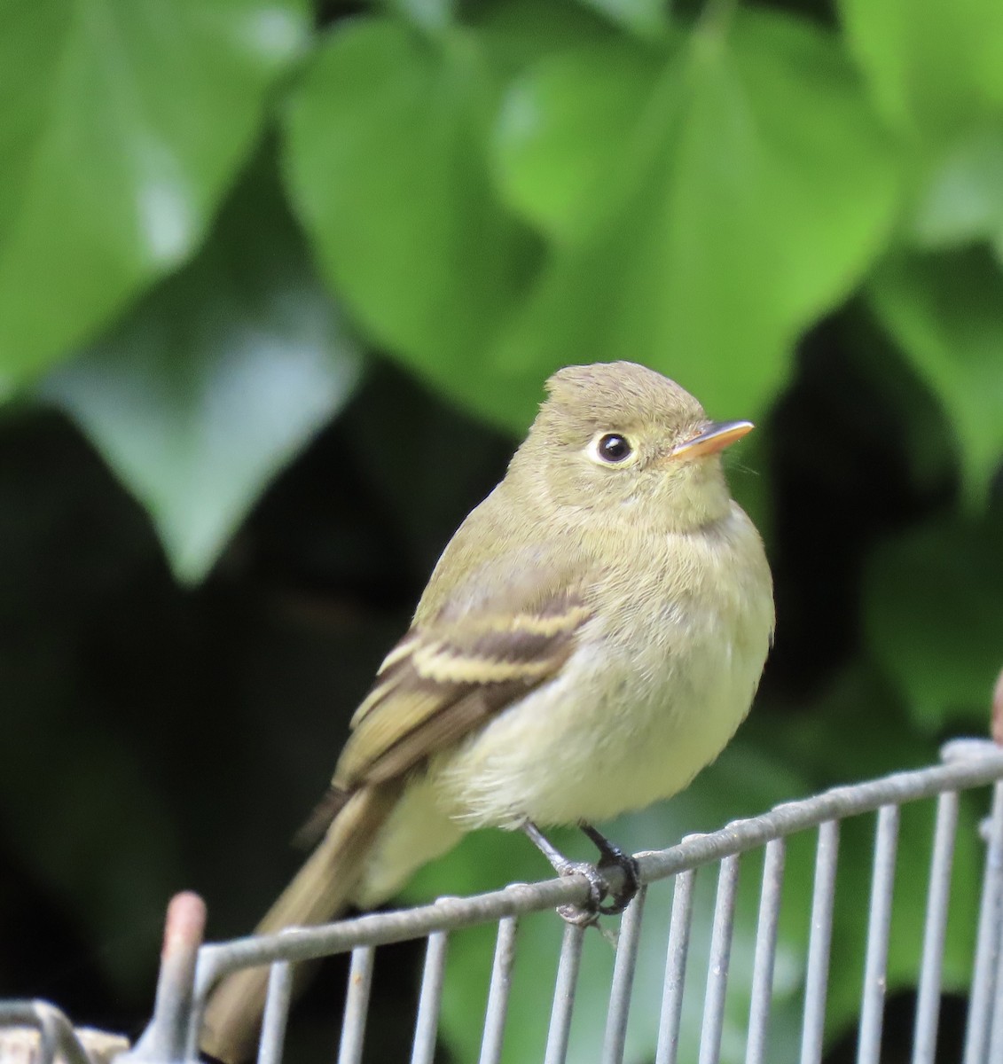 Western Flycatcher (Pacific-slope) - ML624099880