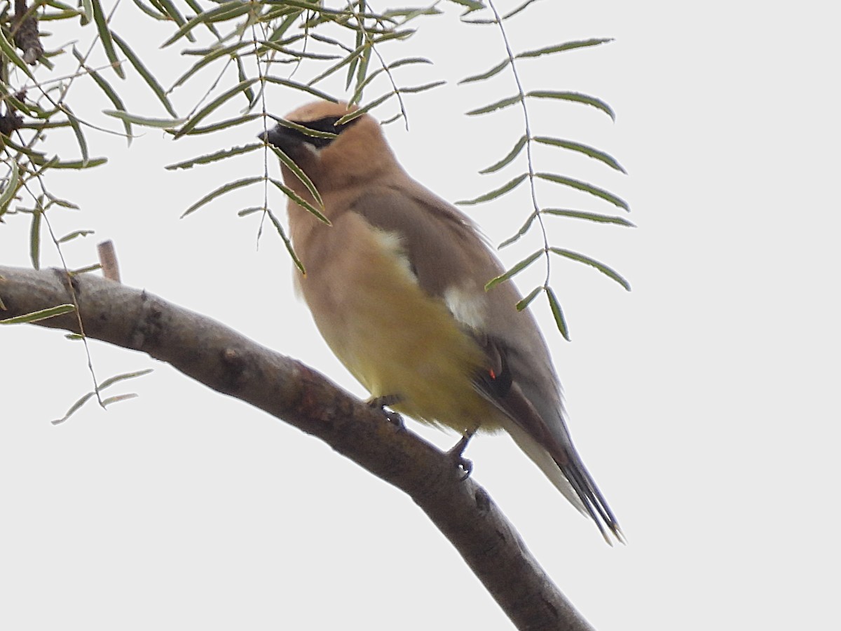 Cedar Waxwing - Linda Houser