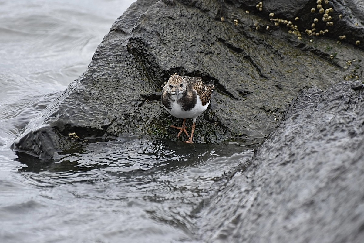 Ruddy Turnstone - Amanda Davis