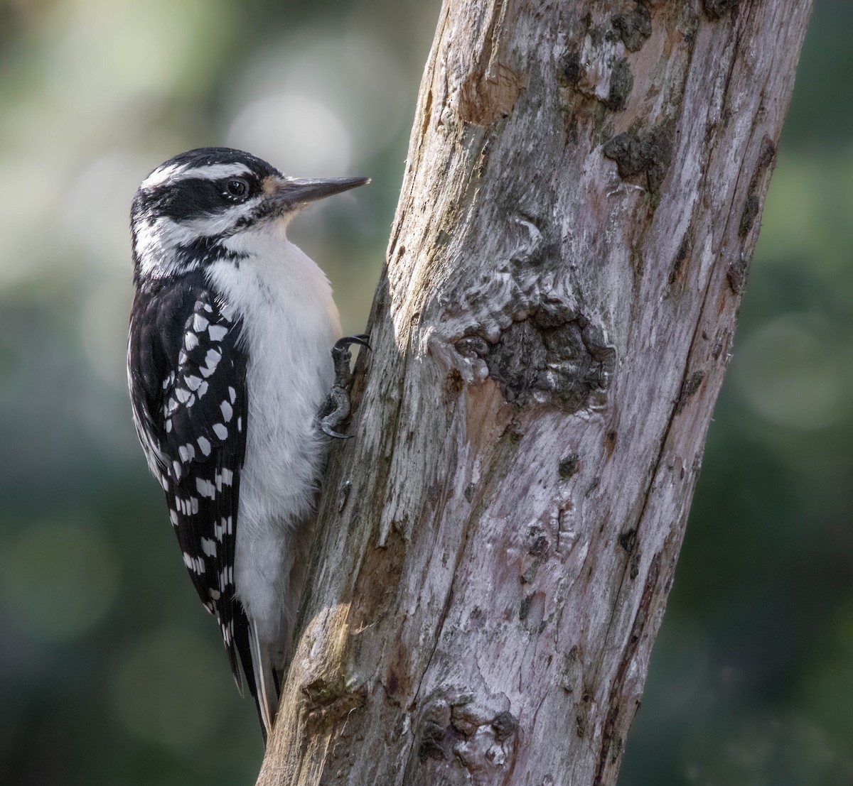 Hairy Woodpecker - ML624099895