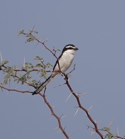 Southern Fiscal - ML624099917