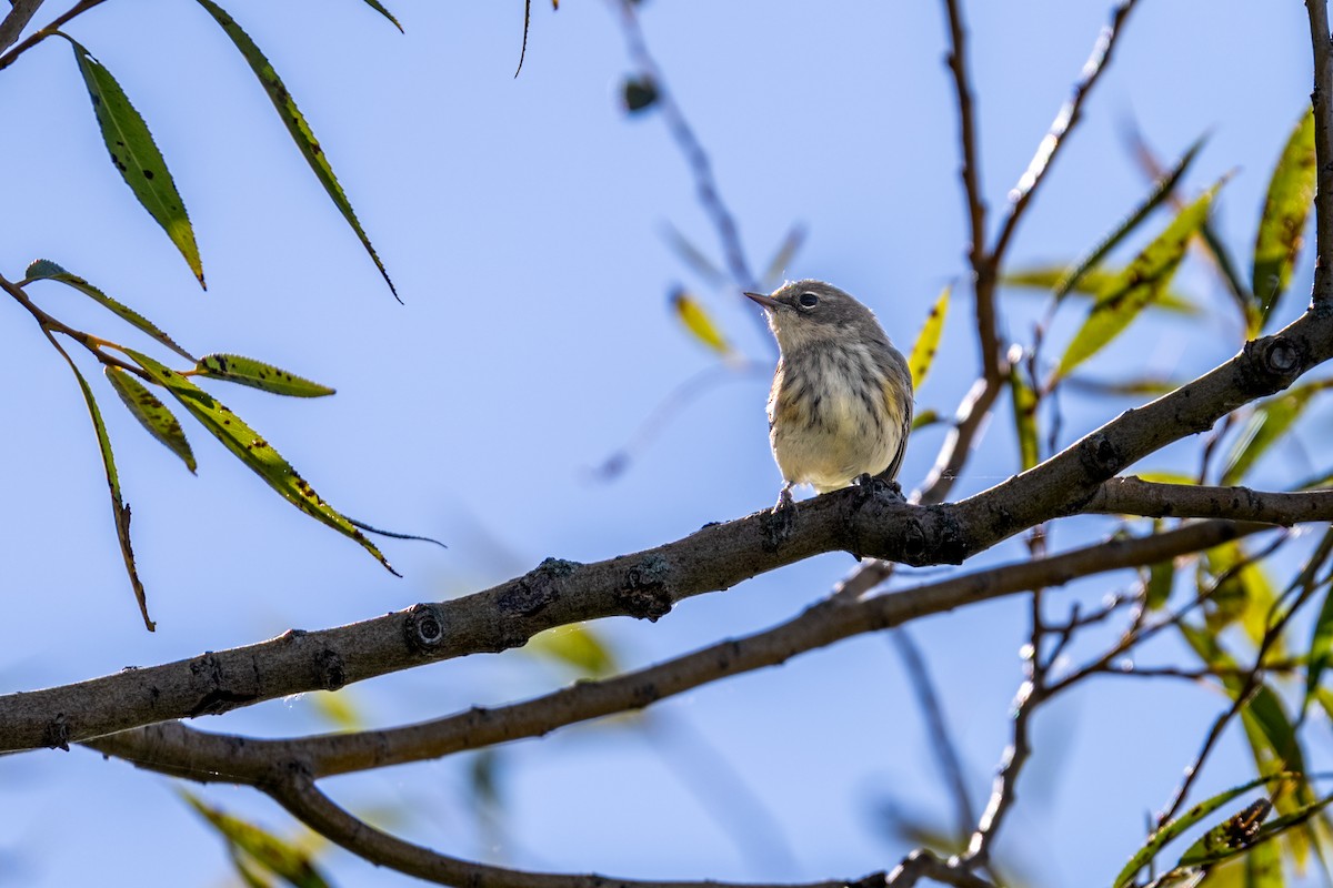 Yellow-rumped Warbler - Matt Saunders