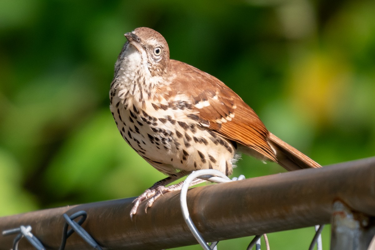 Brown Thrasher - ML624099962