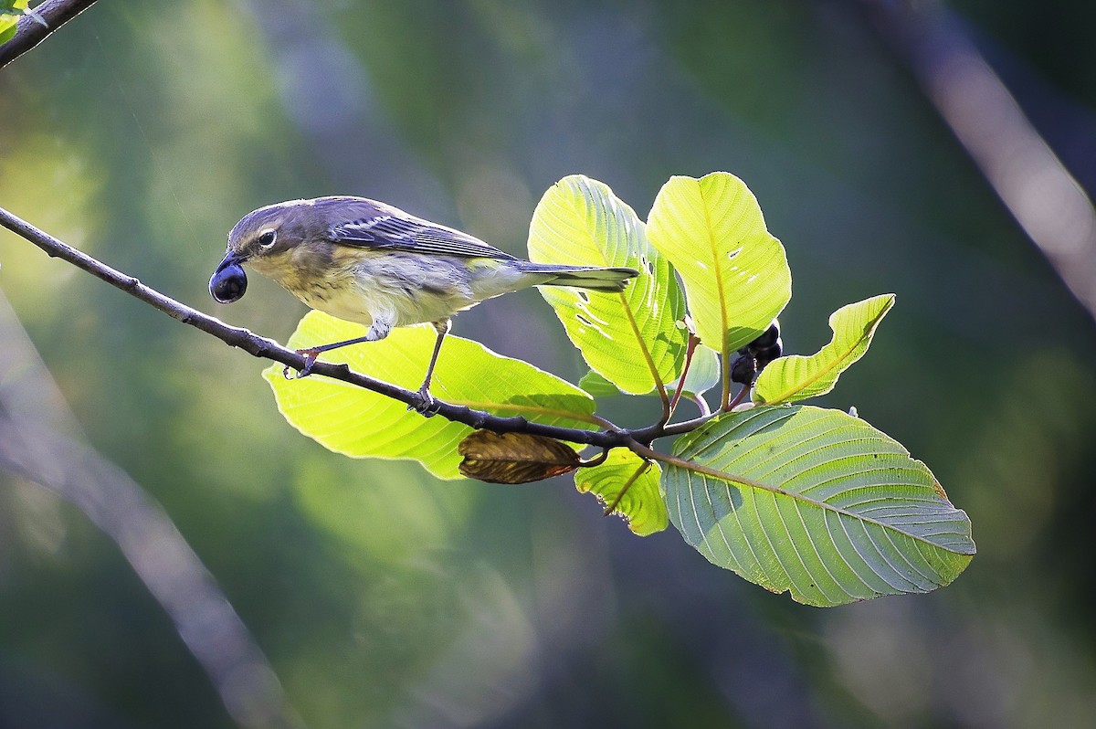 Yellow-rumped Warbler - ML624100013