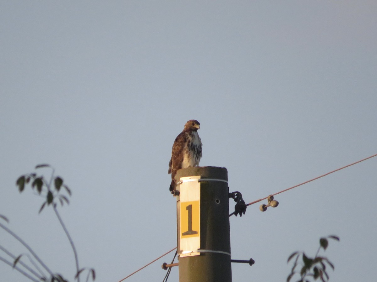 Red-tailed Hawk - ML624100020