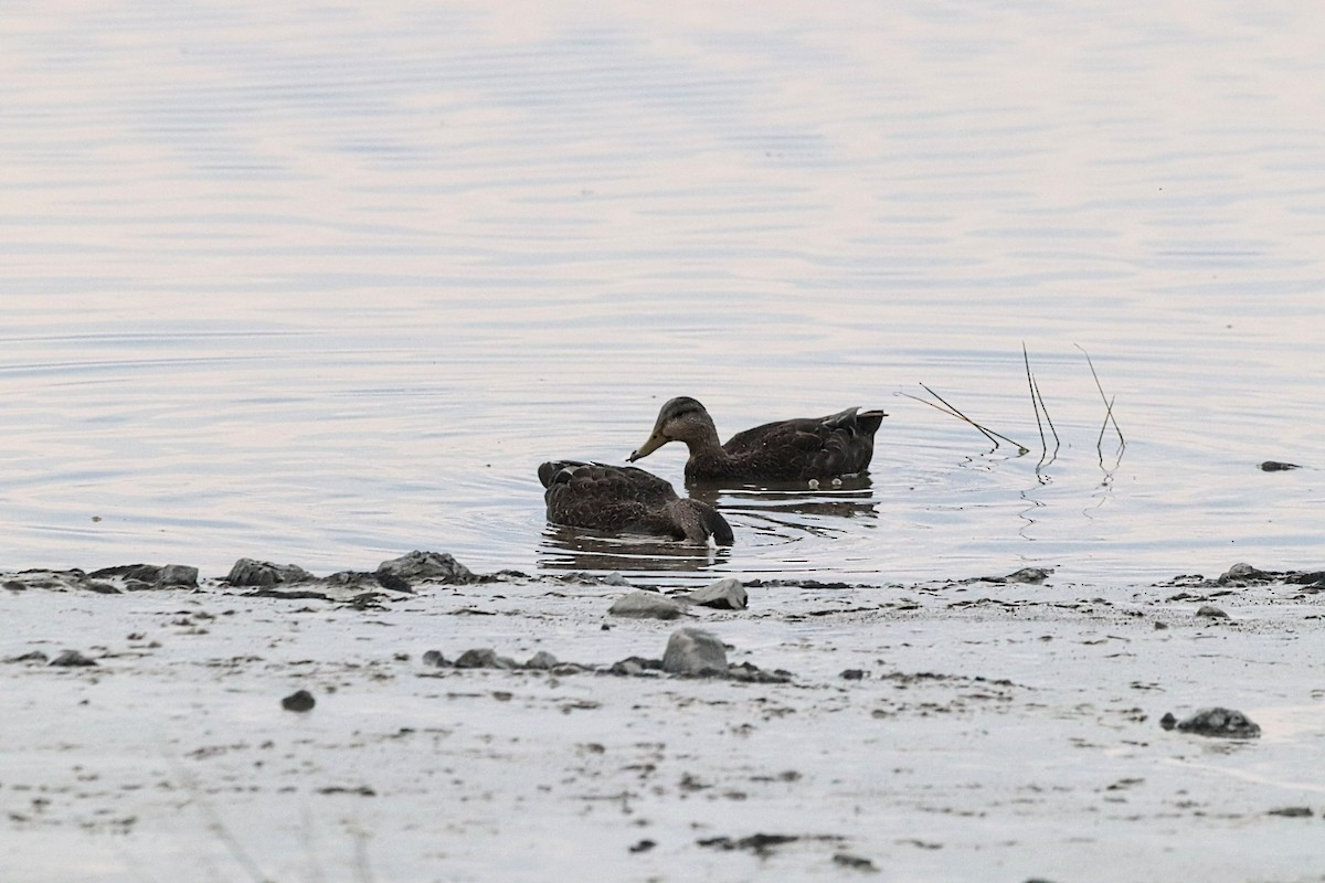 American Black Duck - Yves Robichaud