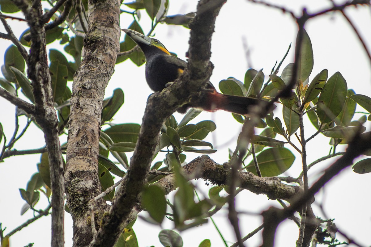 Spot-billed Toucanet - Alexandre Kretzschmar