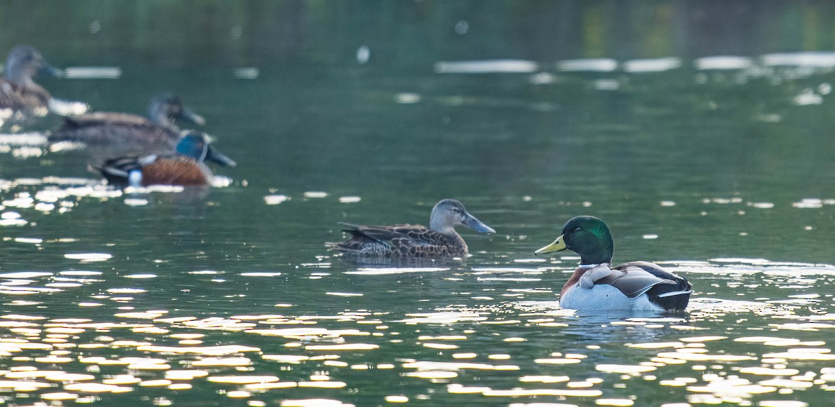 Mallard - Bud Chapman