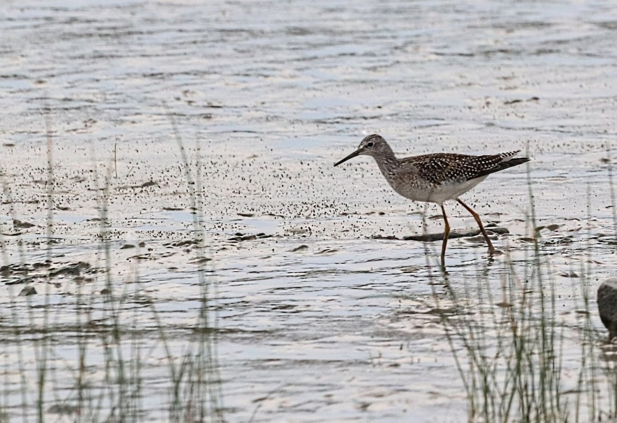 Lesser Yellowlegs - Yves Robichaud