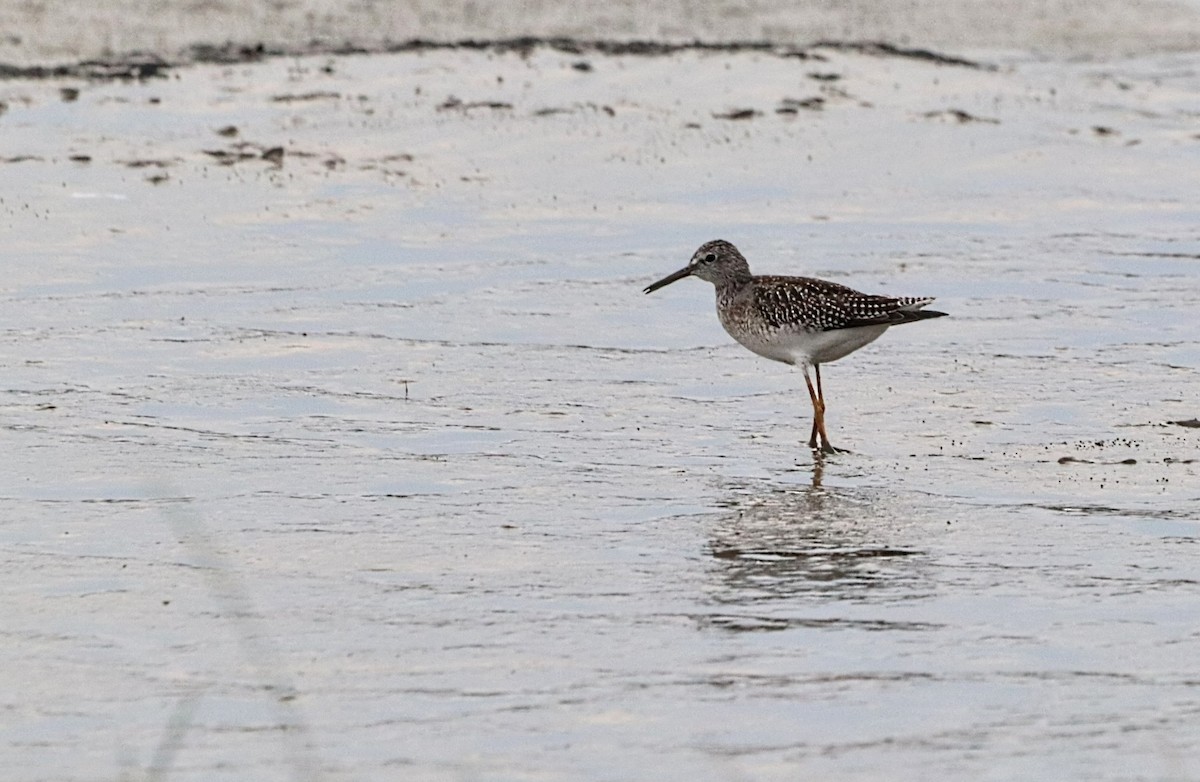 gulbeinsnipe - ML624100059