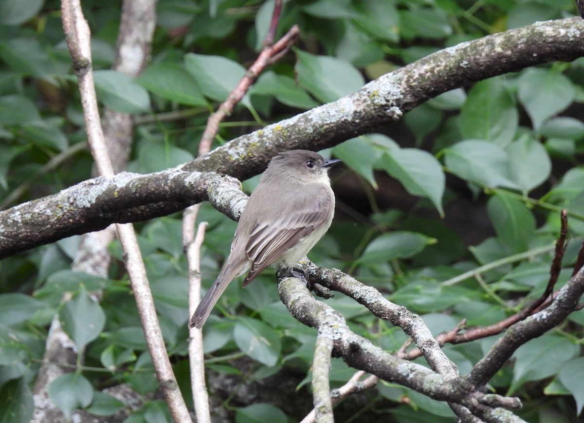 Eastern Phoebe - Cristina Hartshorn