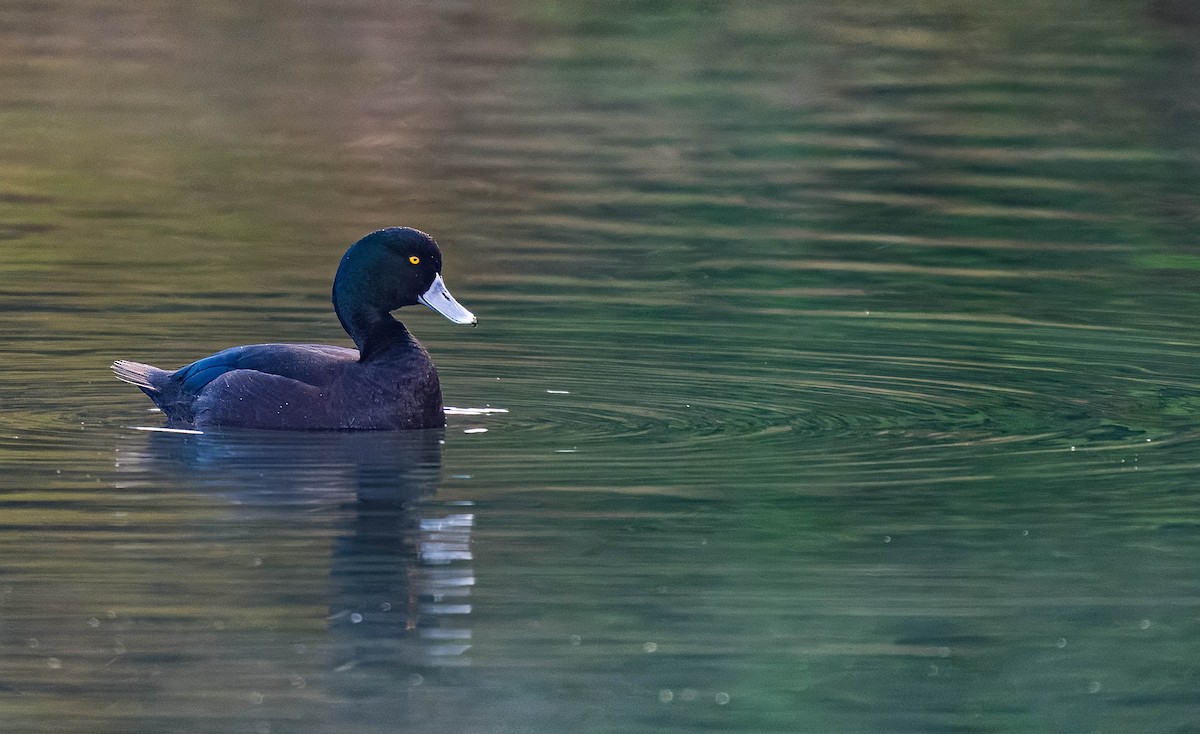 New Zealand Scaup - Bud Chapman