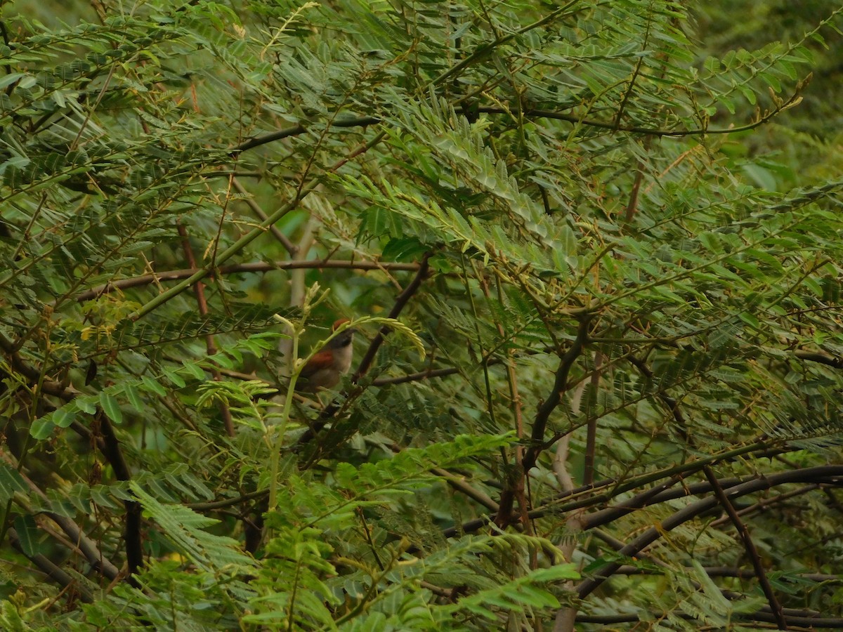 Cinereous-breasted Spinetail - ML624100088