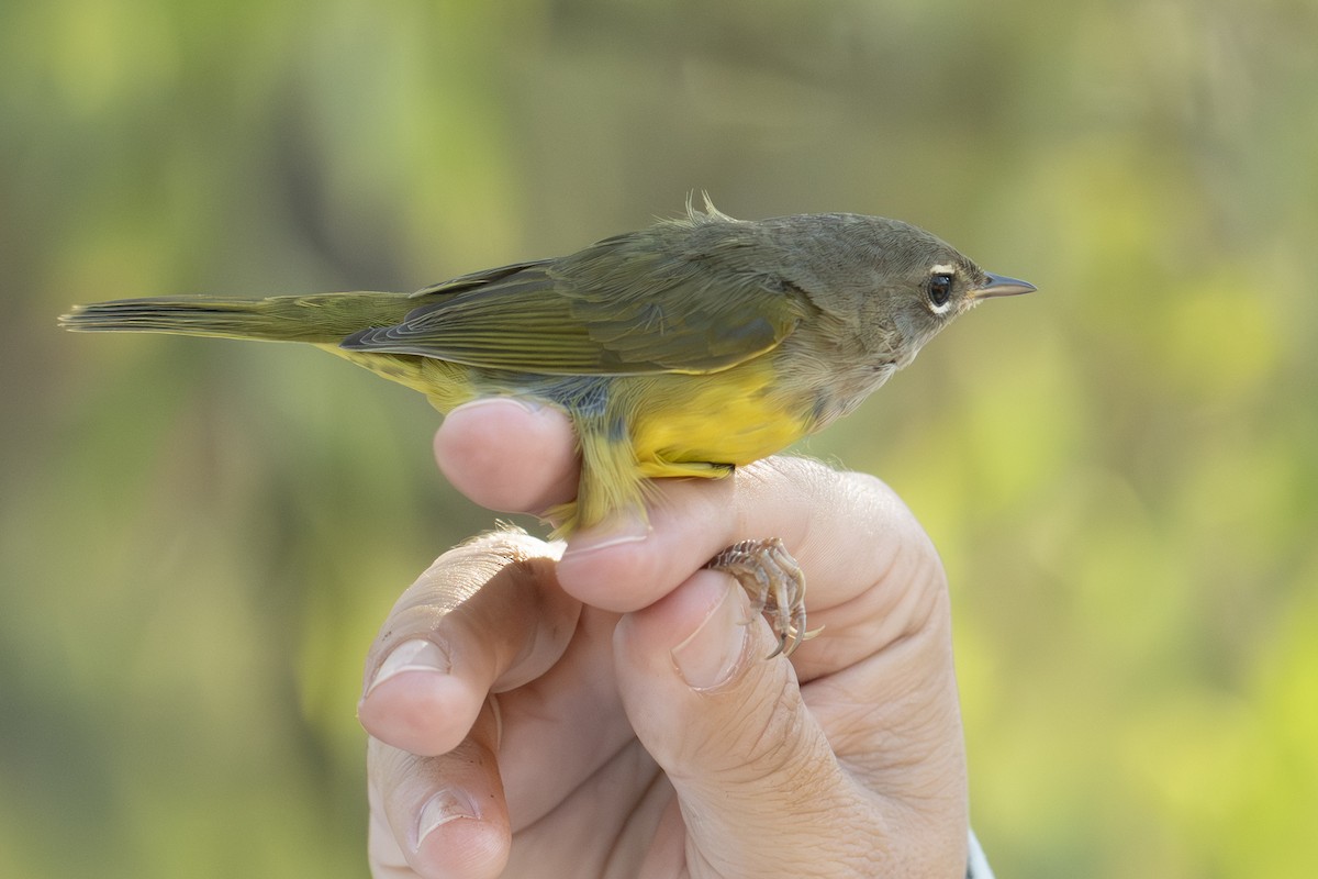 MacGillivray's Warbler - ML624100091