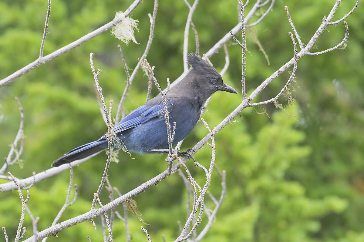 Steller's Jay - ML624100133