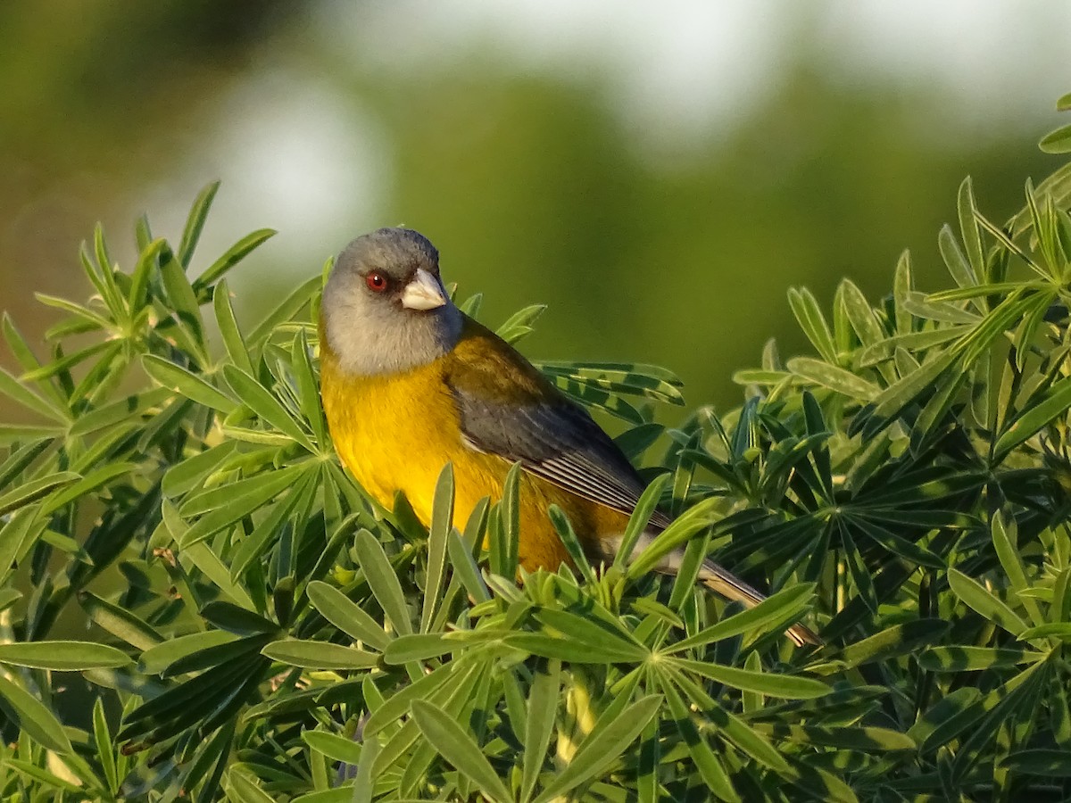 Patagonian Sierra Finch - ML624100140