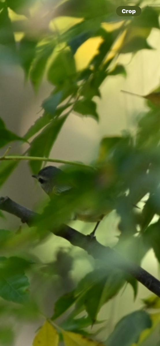 Philadelphia Vireo - ML624100142