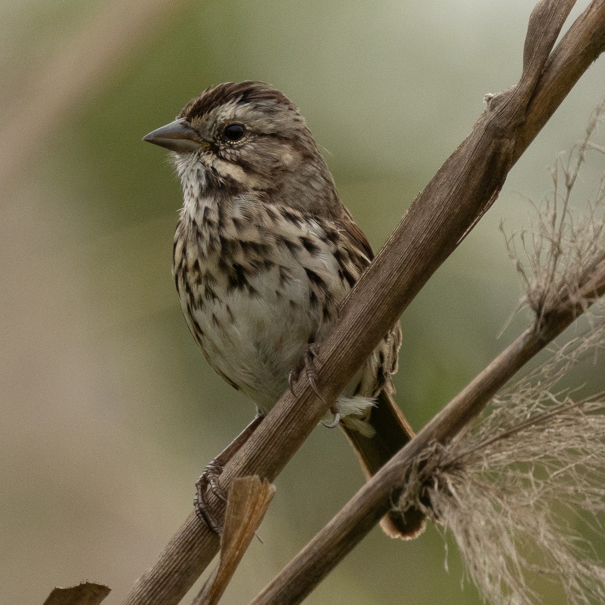 Song Sparrow - ML624100153