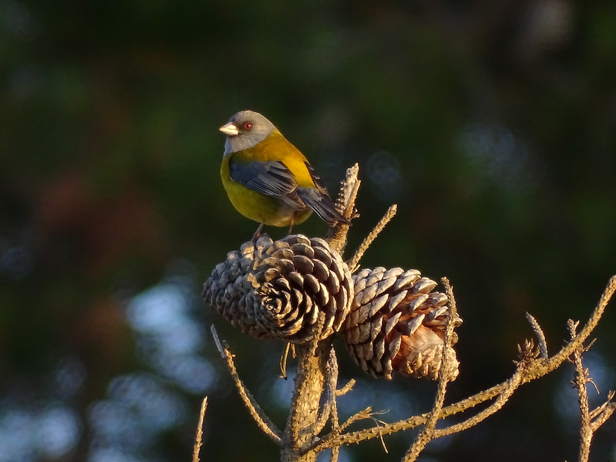 Patagonian Sierra Finch - ML624100157