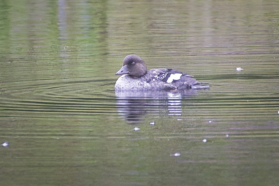 Common Goldeneye - ML624100158