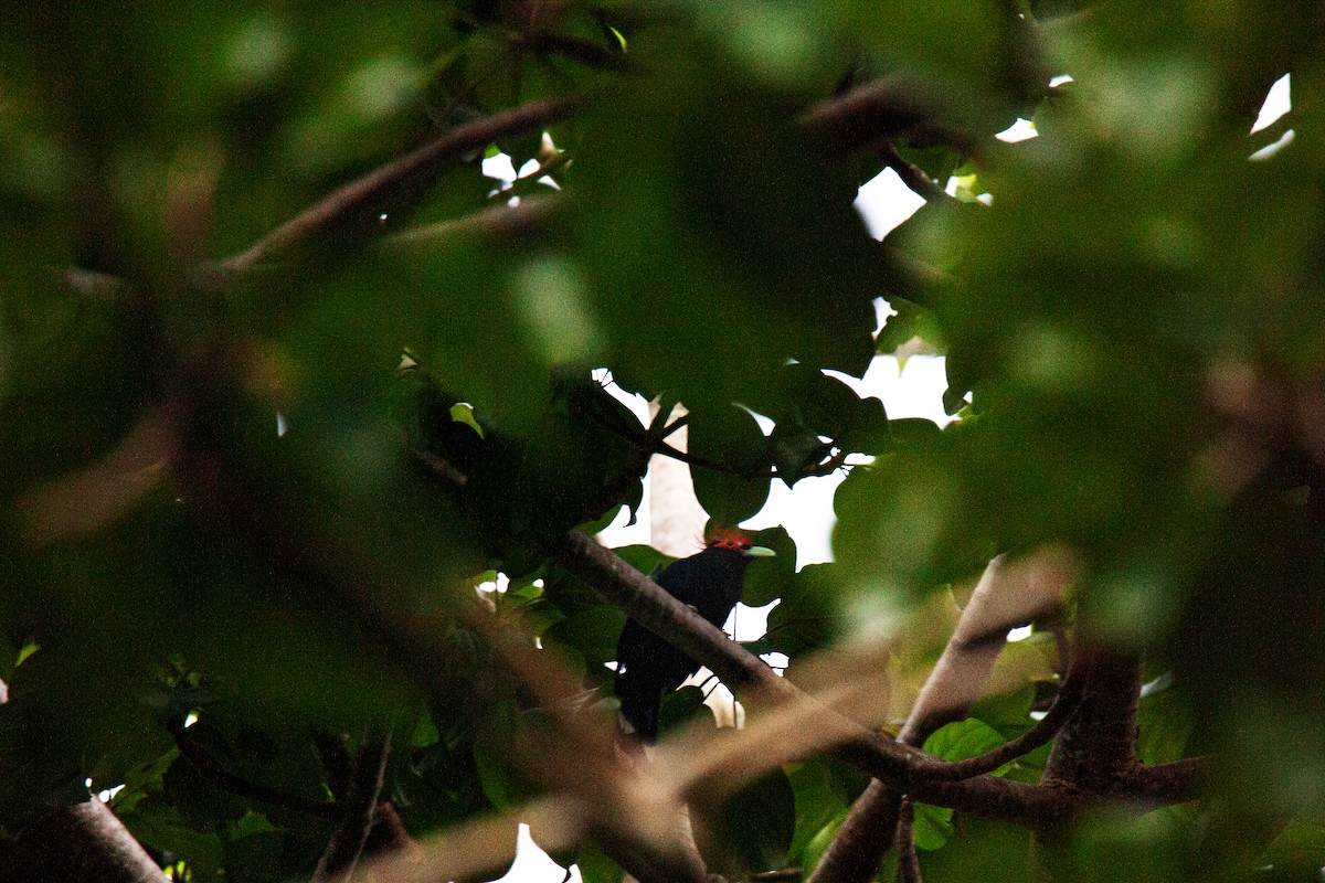 Red-crested Malkoha - ML624100185