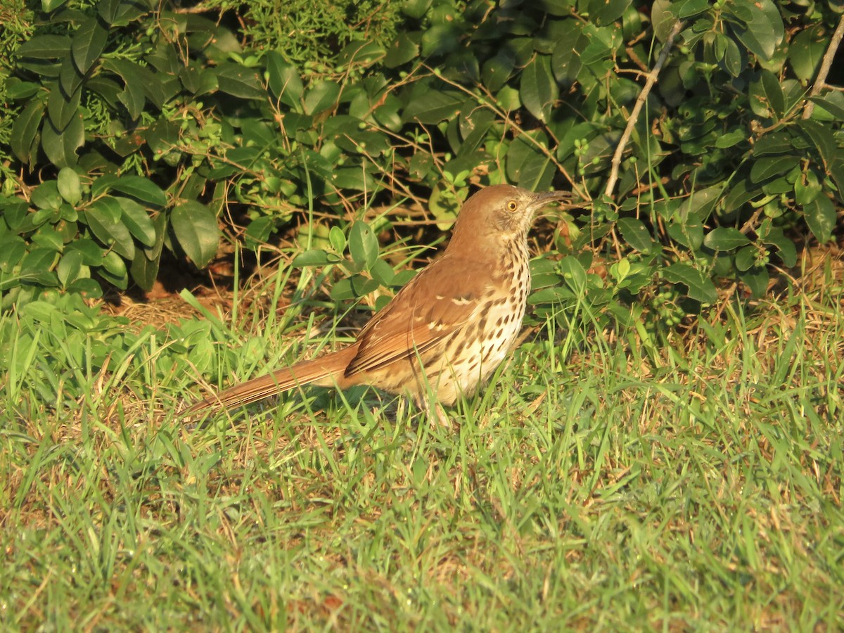 Brown Thrasher - ML624100202