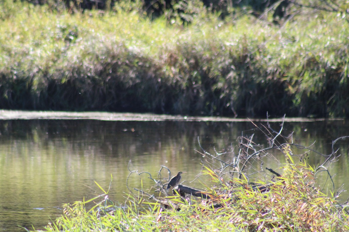 Green Heron - ML624100203