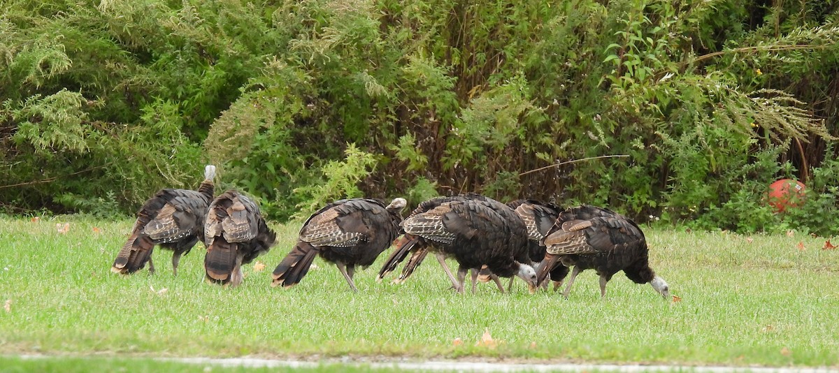 Wild Turkey - ML624100211