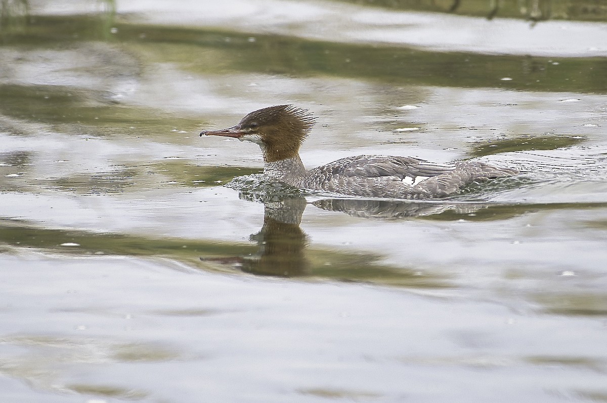 Common Merganser - ML624100223