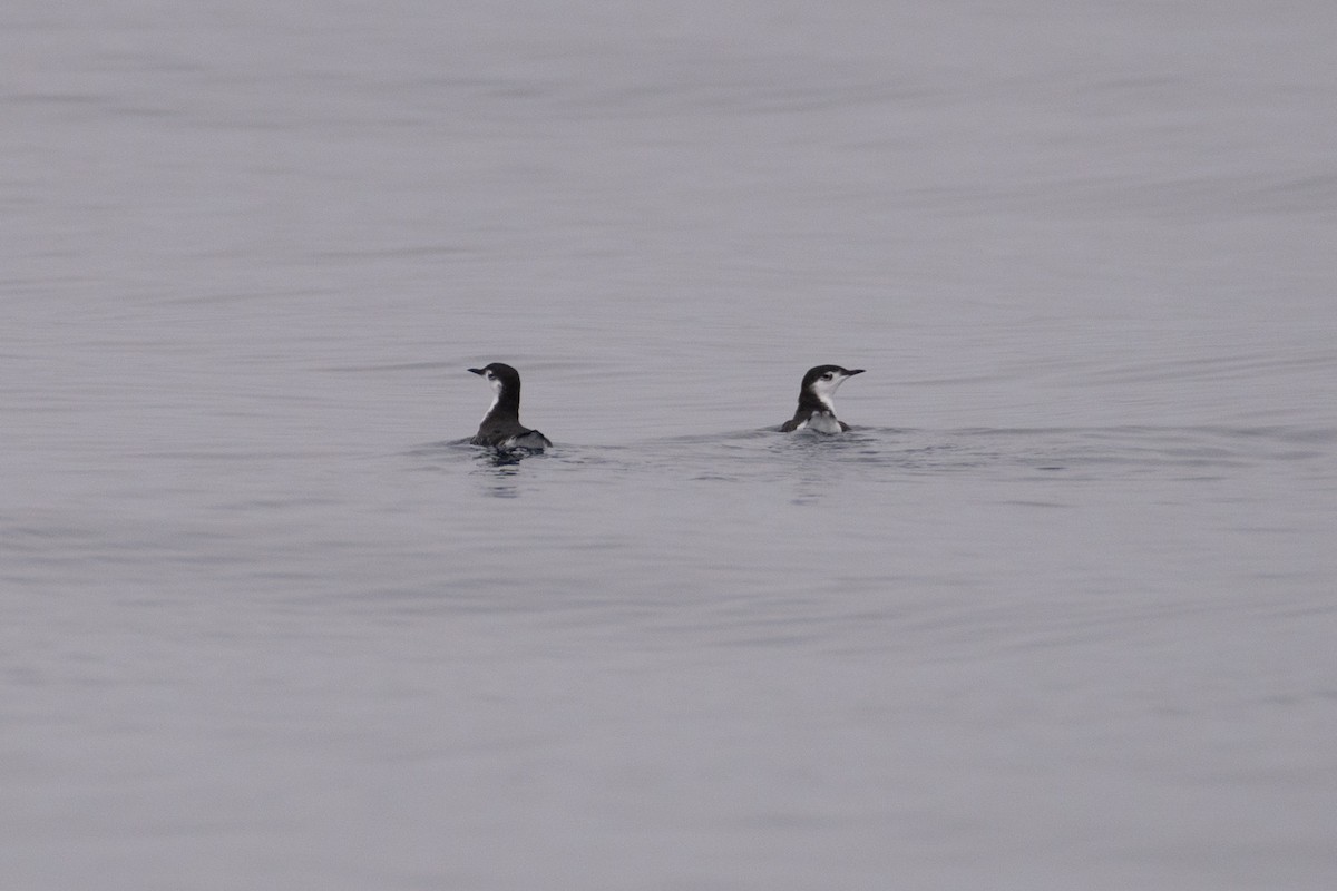 Guadalupe Murrelet - ML624100225