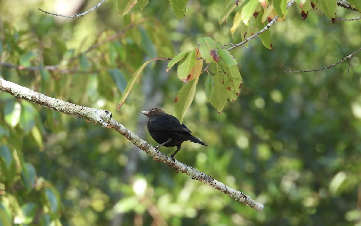 Brown-headed Cowbird - ML624100227