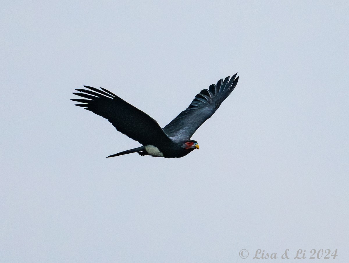 Red-throated Caracara - ML624100229