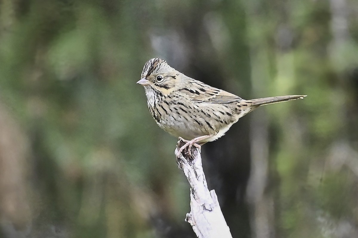 Lincoln's Sparrow - ML624100240