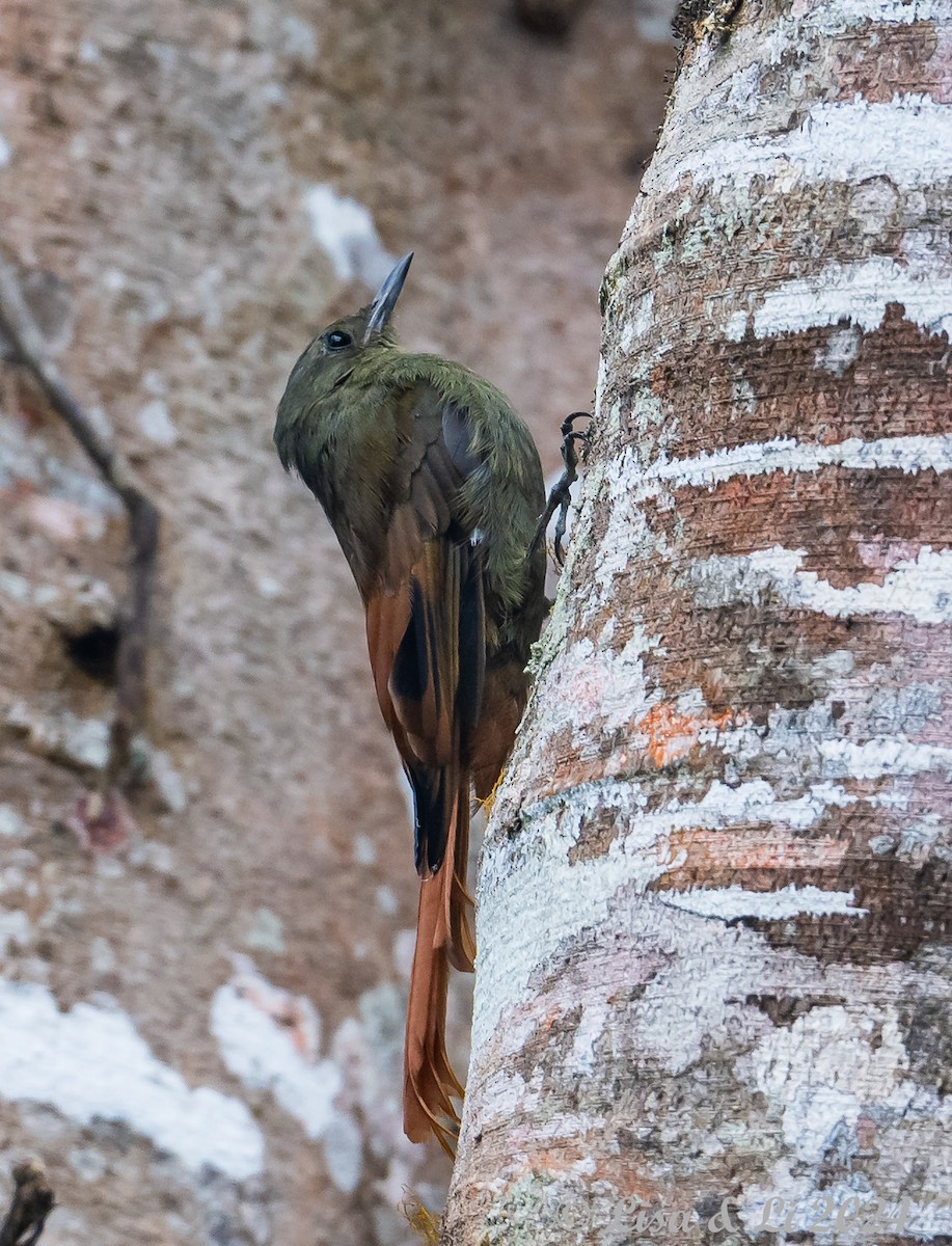 Olivaceous Woodcreeper - ML624100261